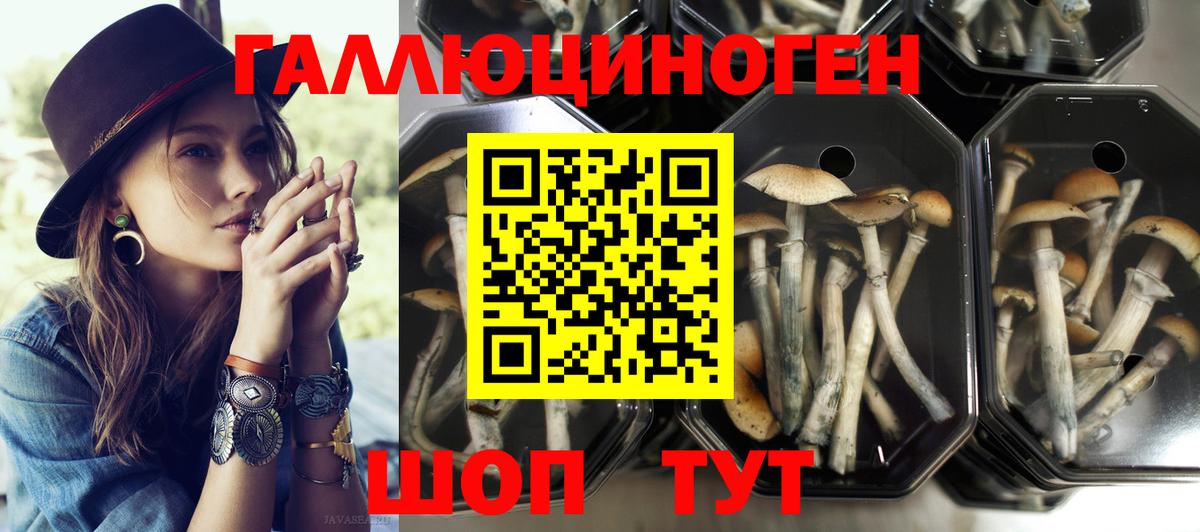 Киров  Псилоцибиновые грибы Psilocybine cubensis  Вход с VPN 