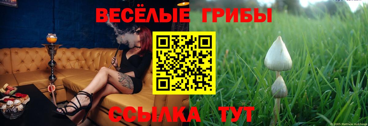 Галлюциногенные грибы Psilocybine cubensis Киров